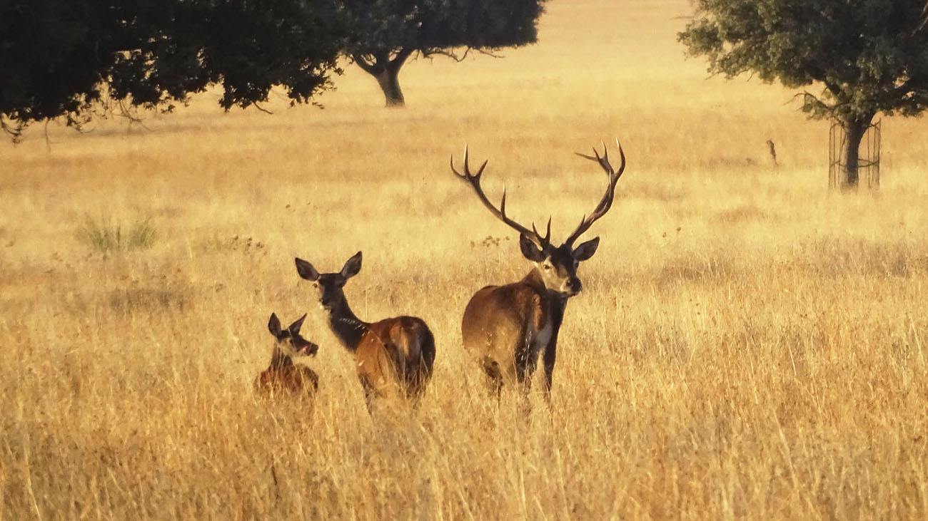El director de Cabañeros admite que eliminar la caza del parque “necesitará mucha negociación”